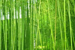 植物株高要如何測(cè)量？